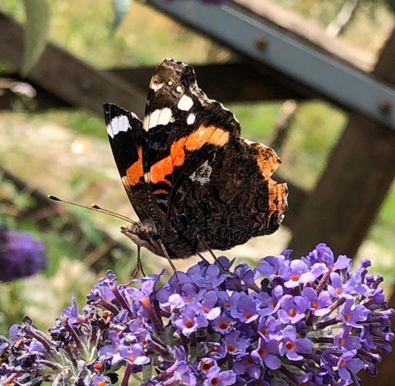 Een atalanta vlinder op een rijkbloeiende buddleja