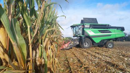 In de meerjarige rasresultaten korrelmaïs zijn er voor een aantal rassen van jaar tot jaar door grote schommelingen door de specifieke weersomstandigheden.