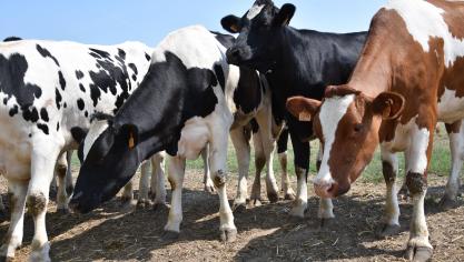 De behoeftenormen voor jongvee waren dringend aan actualisatie toe.