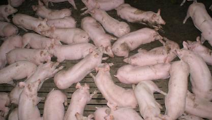 Er is nog steeds geen zicht op een concrete startdatum voor de uitkoopregeling voor varkenshouders.