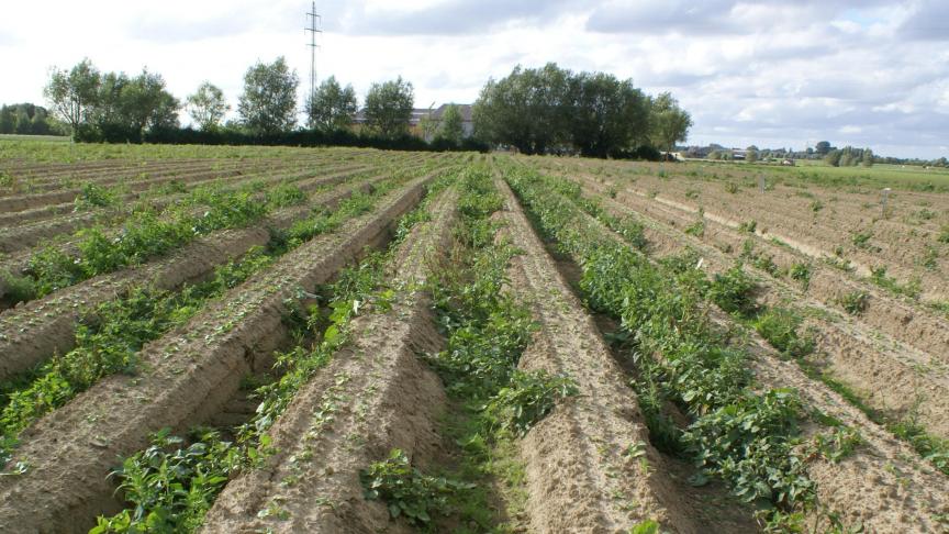 De biologische sector werkt zonder chemische gewasbescherming, wat tot andere technieken van onkruidbestrijding noopt.