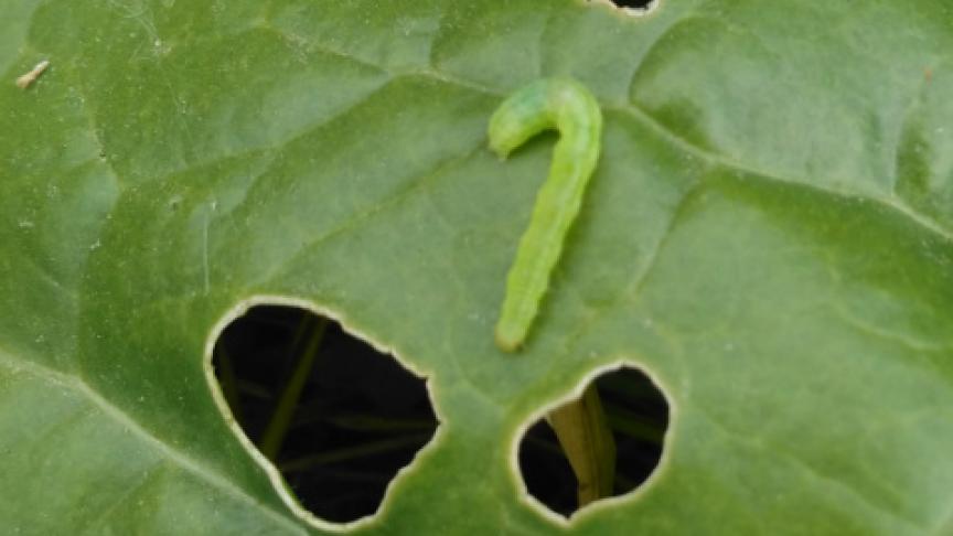 De rups van de gamma-uil.