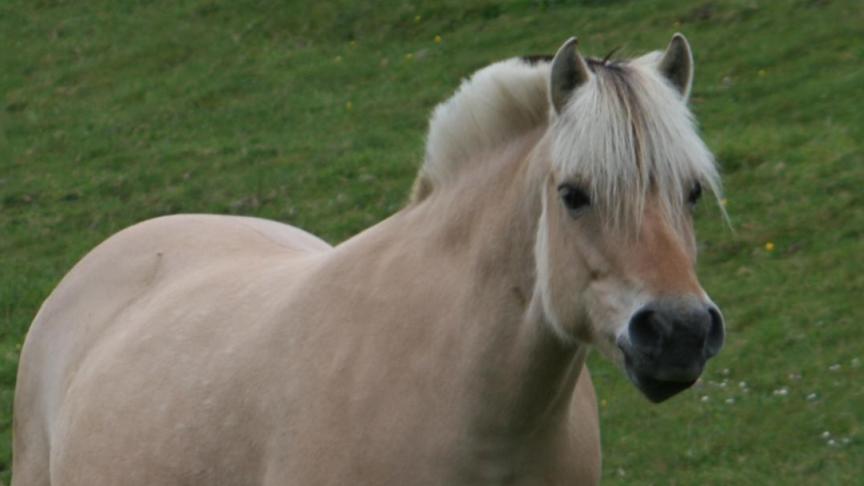 Het Fjordenstamboek mag terugblikken op een geslaagd fokkersseizoen. Het bestaat ondertussen 45 jaar.