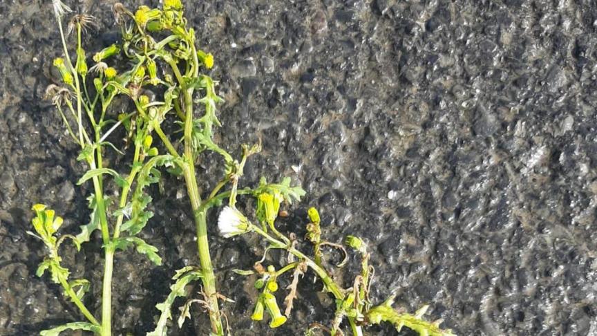 Preventie is belangrijk om vergiftiging van landbouwdieren door planten te voorkomen.