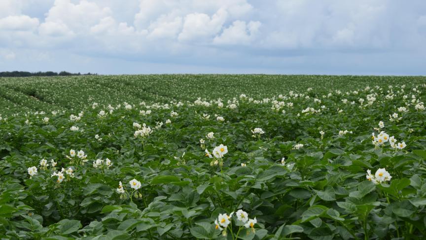 Ondanks inhaalbeweging, blijft aardappelgroei achter.