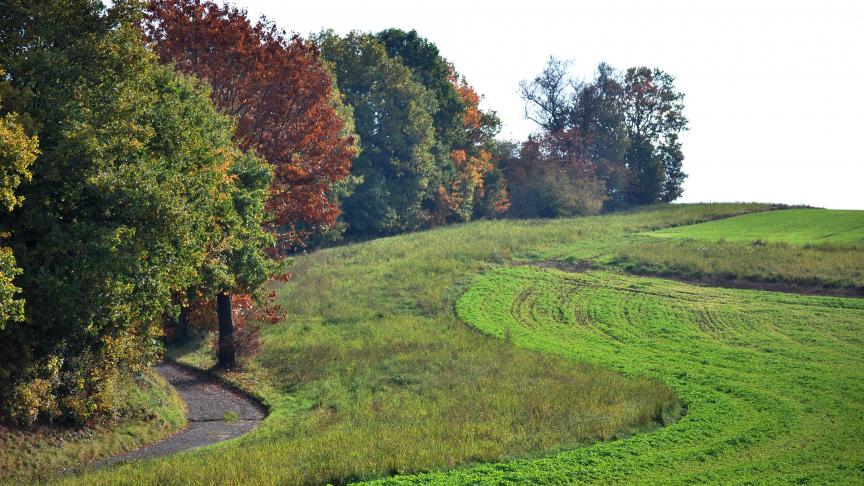 Meestal gaat het om schendingen tegen vergunningsplichtige handelingen op vegetaties.