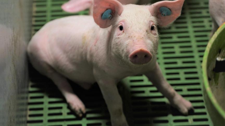 De Europese lening zal in hoofdzaak gebruikt worden voor het integreren van artificiële intelligentie en big data in de bedrijfsprocessen van Grupo Jorge.